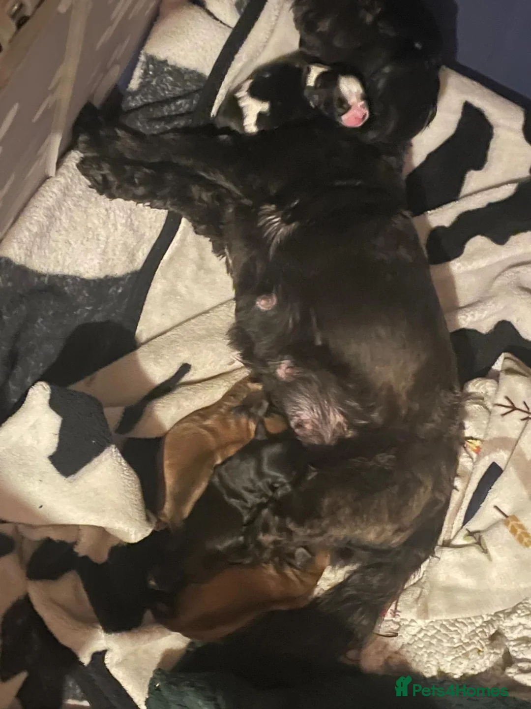 Mixed Breed dogs for sale: 4 Beautiful Cava-Tzu puppies for sale  - Advert 3