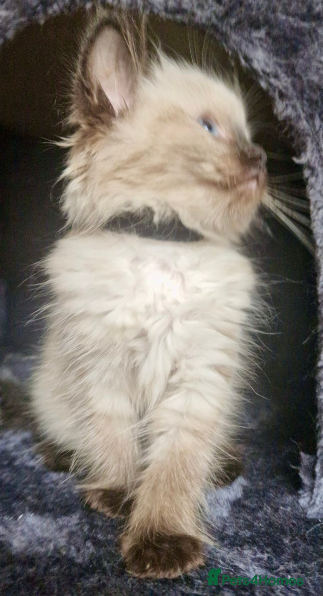 Ragdoll cats for sale:  FIFe Registered Ragdoll Kittens Champion Line - Image 15