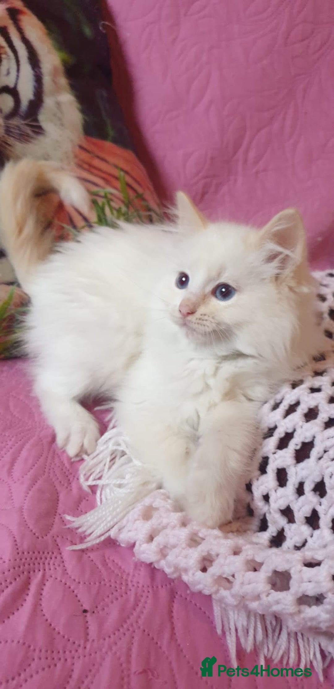 Ragdoll cats for sale: 💖Beautiful GCCF Registered Ragdoll Kittens. - Image 10