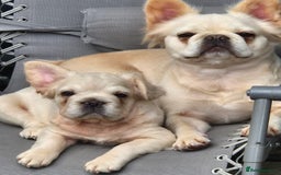 French Bulldog dogs for sale: Quality 5star🌟full visual fluffy French bulldogs  - Image 31