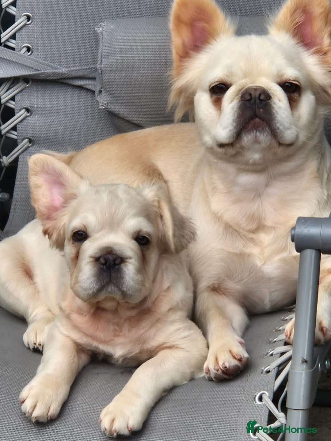 French Bulldog dogs for sale: Quality 5star🌟full visual fluffy French bulldogs  - Image 31