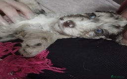Mixed Breed dogs for sale: Stunning chocolate merle sproodles - Image 6