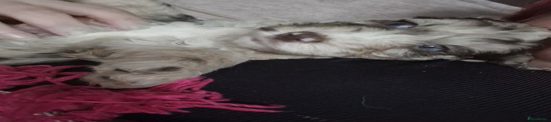 Mixed Breed Puppy 5