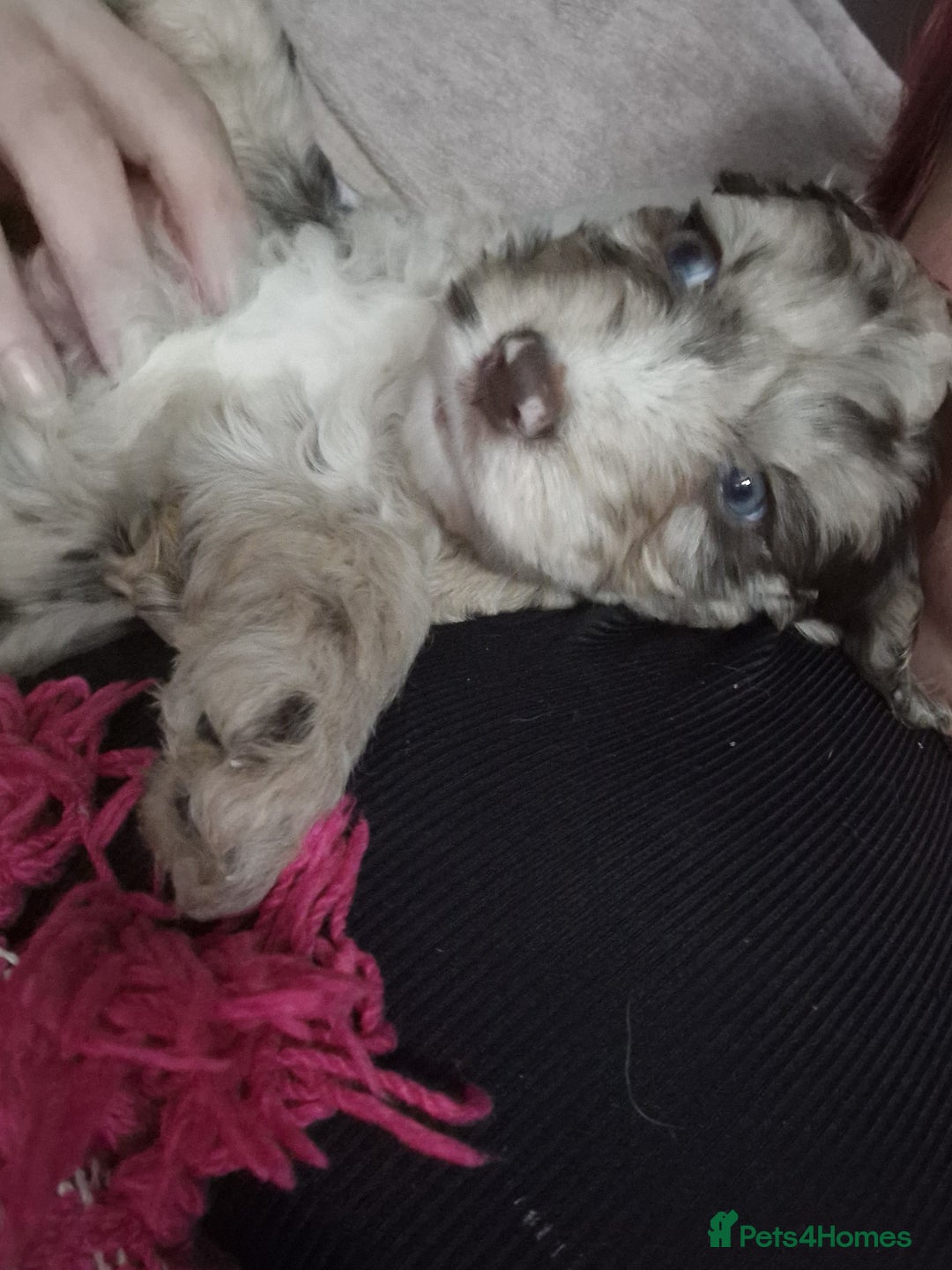 Mixed Breed dogs for sale: Stunning chocolate merle sproodles - Image 6
