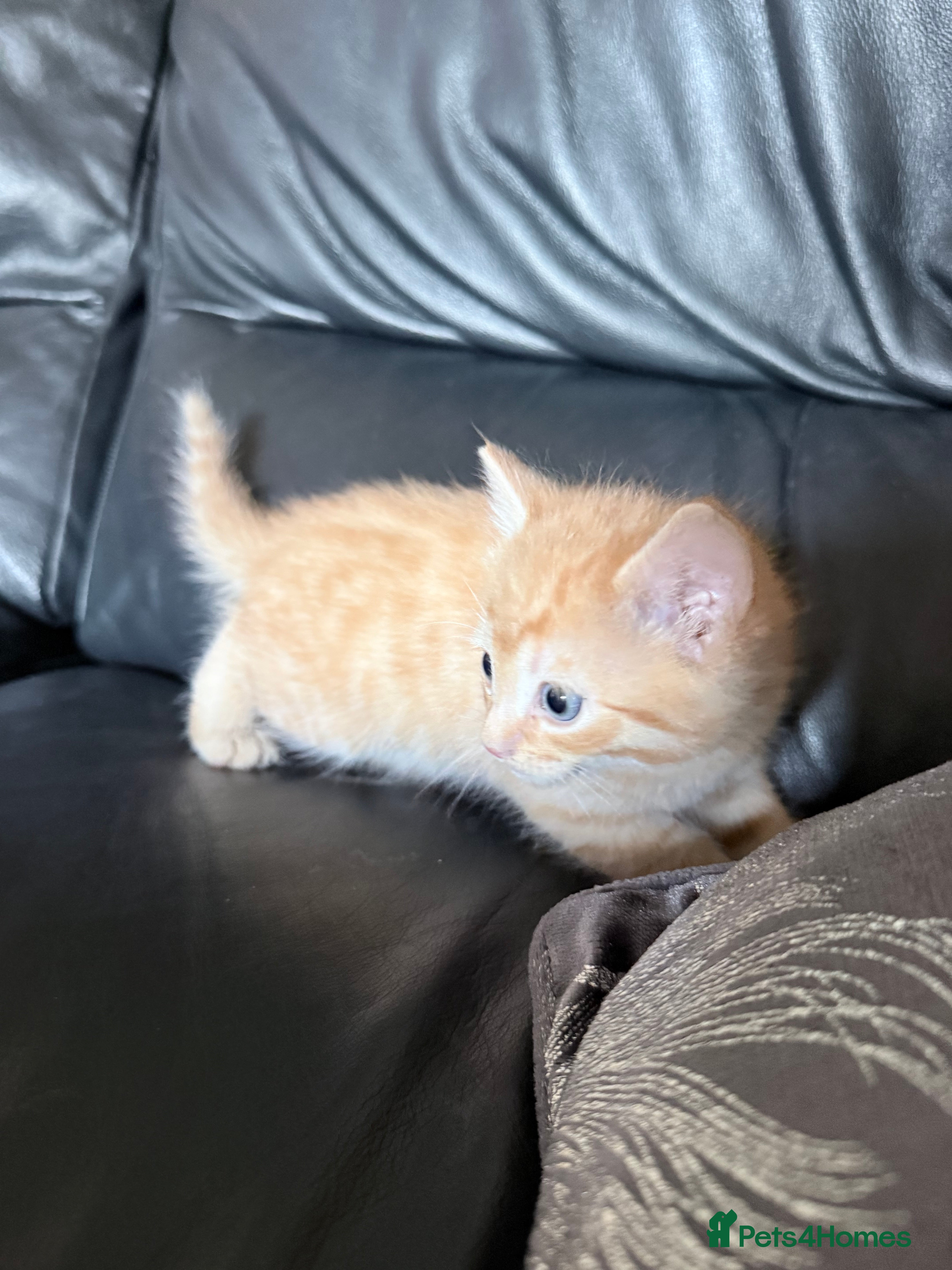 Mixed Breed cats 2 kittens for sale  - Advert 2