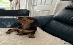 Dachshund dogs for sale: Miniture dachshund  - Image 4