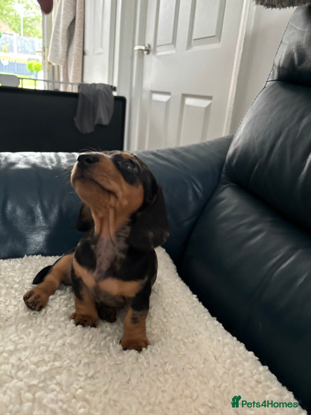 Dachshund dogs for sale: Miniture dachshund  - Image 4