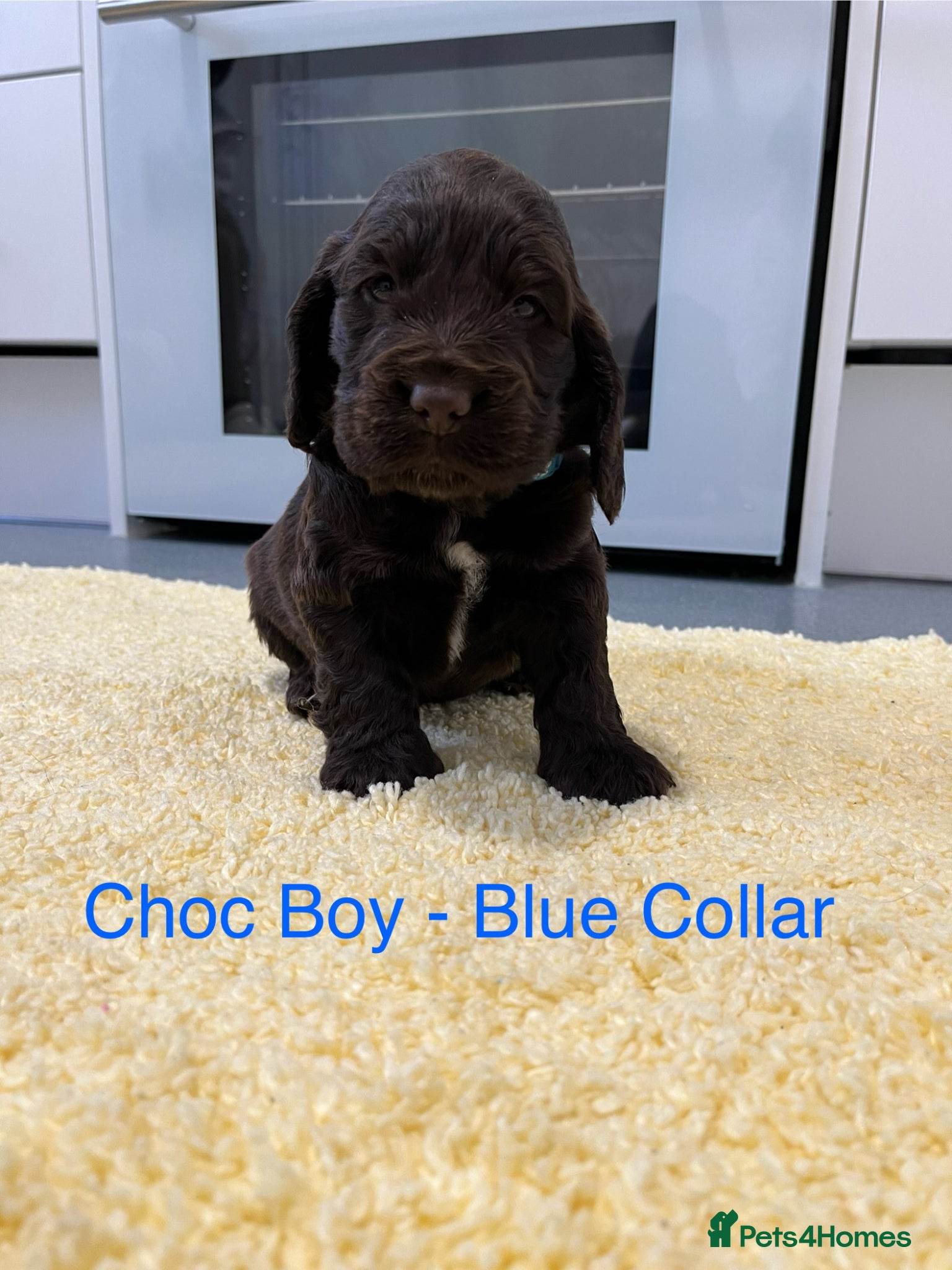 Cocker Spaniel dogs Beautiful Show Type Cocker Spaniel Puppies - Advert 2