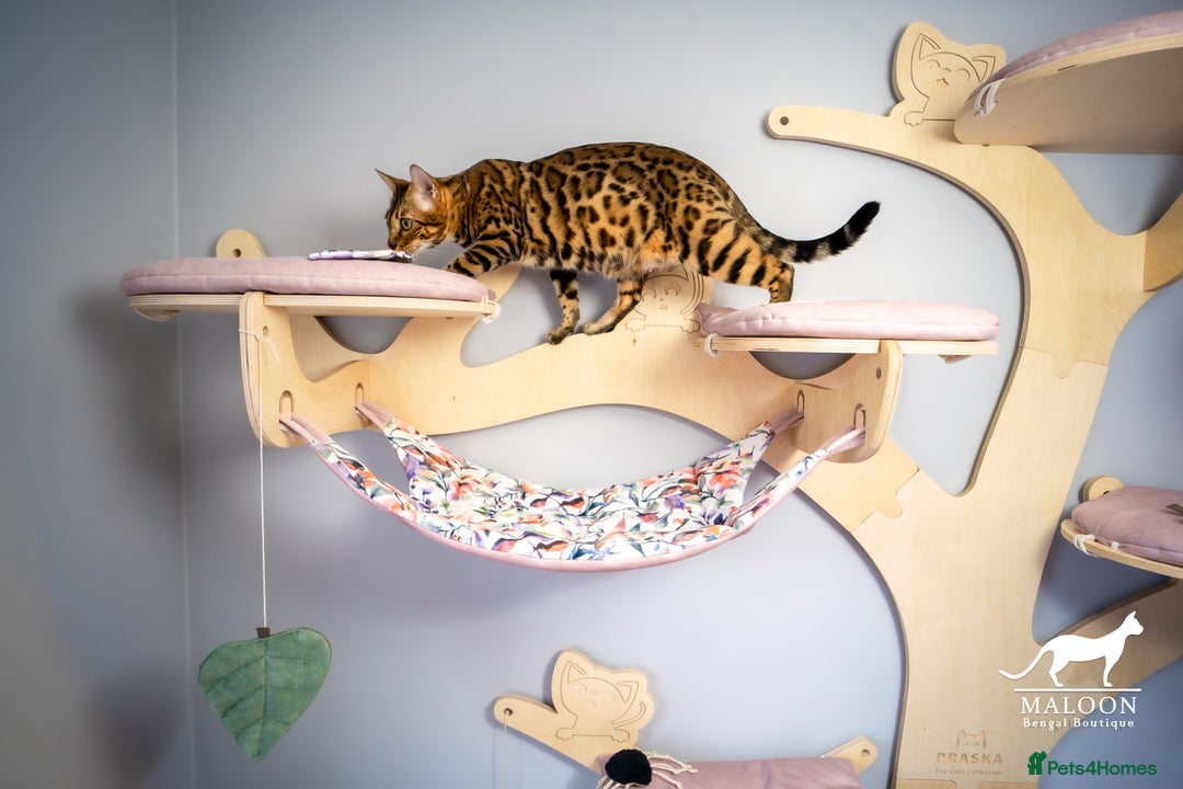 Bengal cats for sale: One of the kind Bengal Female -TICA reg.-Wild look - Image 29
