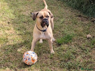 Mixed Breed dogs meet Hooper - Advert 8