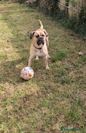 Mixed Breed dogs meet Hooper - Advert 7