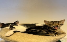 British Shorthair cats for sale: • Adorable Kittens Ready to Melt Your Heart - Advert 1