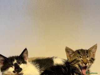 British Shorthair cats • Adorable Kittens Ready to Melt Your Heart - Advert 2