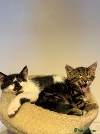 British Shorthair cats • Adorable Kittens Ready to Melt Your Heart - Advert 1