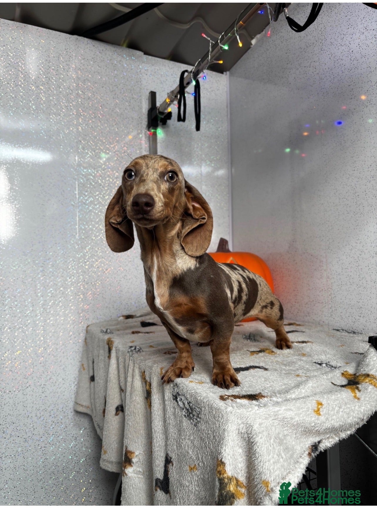 Miniature Dachshund dogs Isabella dapple female miniature dachshund  - Advert 1