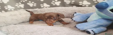 Dachshund Puppy 2