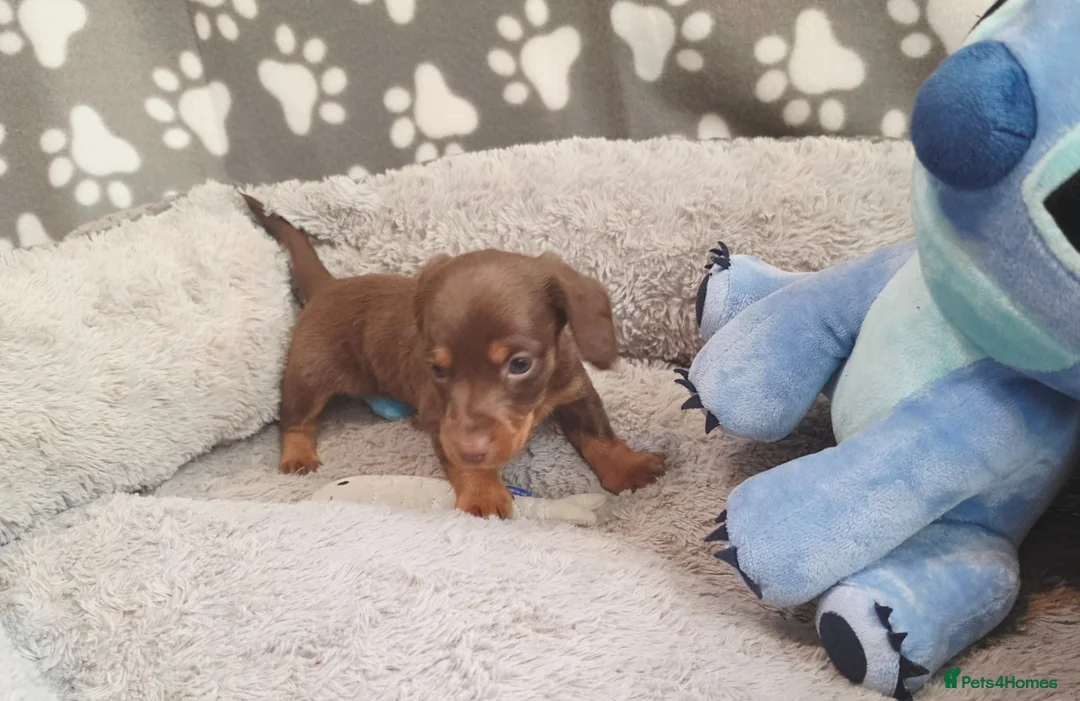 Dachshund dogs for sale: Mega cute long haired dachshund puppies  - Advert 10