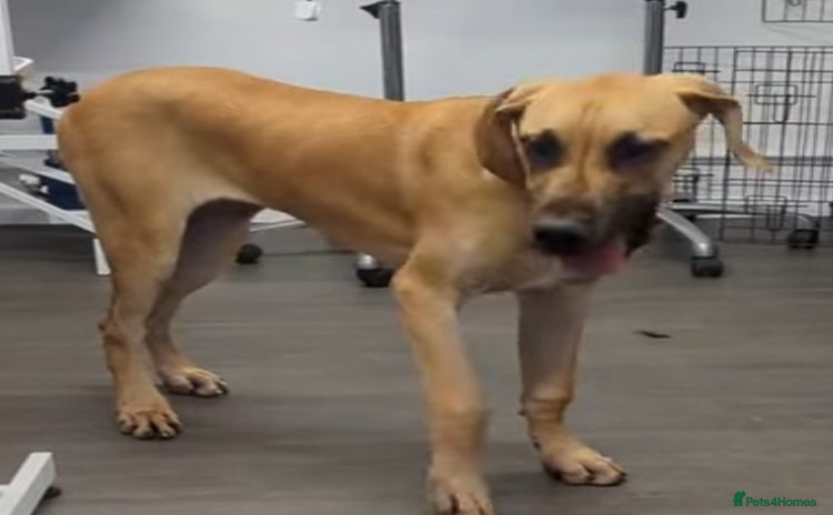 Great Dane dogs - Advert 1