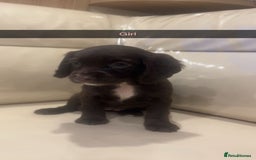 Cocker Spaniel dogs for sale: Cocker spaniel puppies  - Image 6