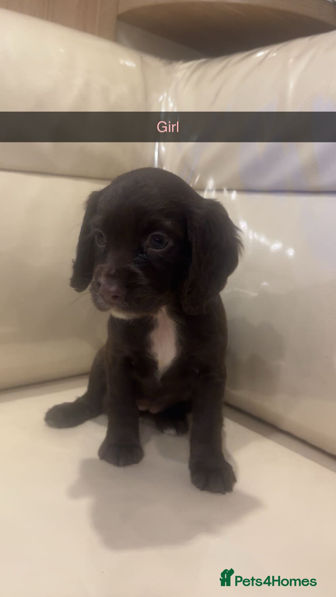 Cocker Spaniel dogs for sale: Cocker spaniel puppies  - Image 6