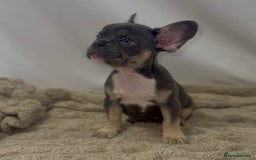 French Bulldog dogs for sale: 💕🐾 Stunning French bulldogs 🐾💕 - Advert 22