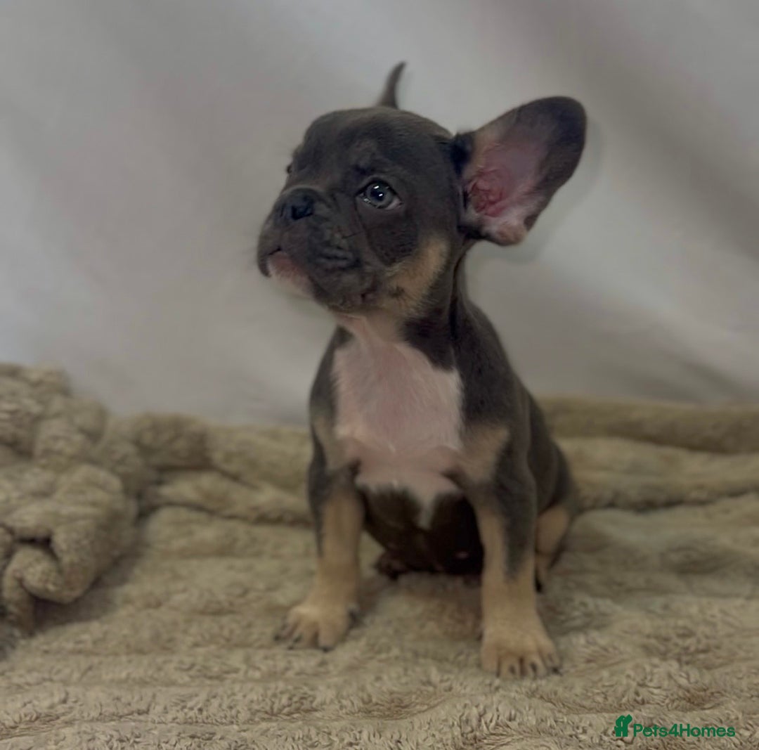 French Bulldog dogs for sale: 💕🐾 Stunning French bulldogs 🐾💕 - Advert 22