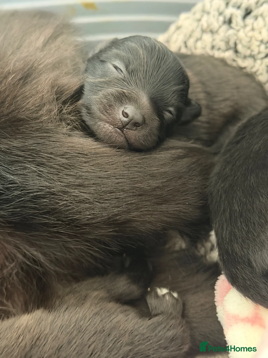 Mixed Breed dogs for sale: Beautiful Pomspitz Puppies Ready Soon in Preston - Advert 2