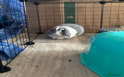 Mini Lop rabbits for sale: Blue eyed mini lop - Image 4
