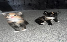 British Shorthair cats for sale: Female kittens - Image 1