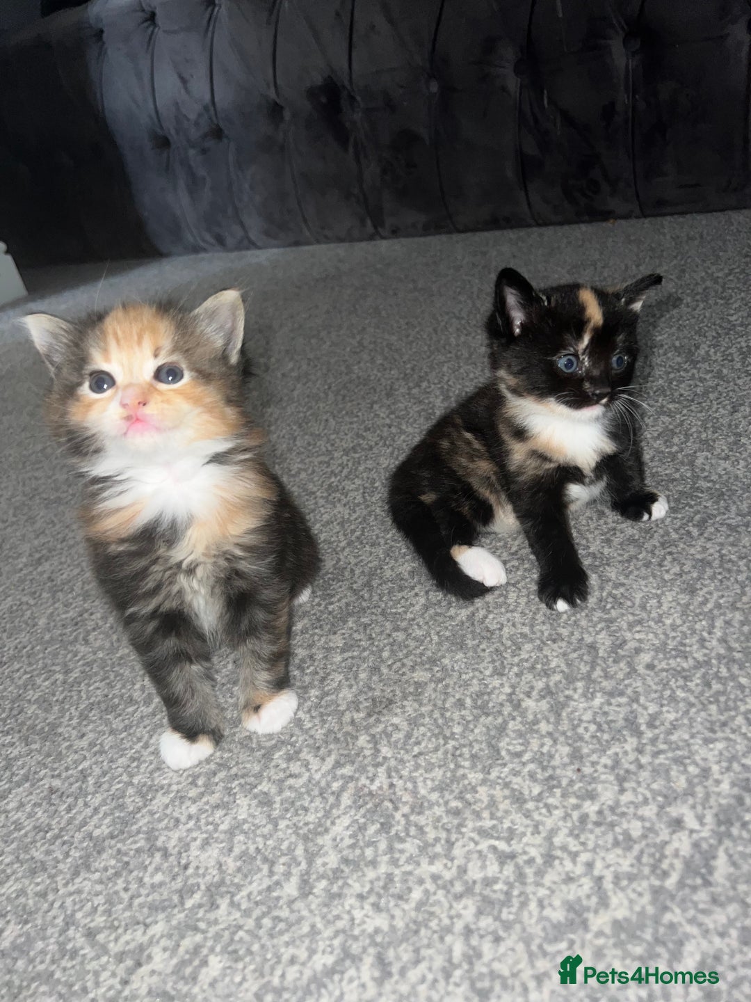 British Shorthair cats for sale: Female kittens - Image 1