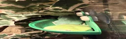 Frog reptiles for sale: 4 whites tree frogs and full set up for sale  - Advert 1