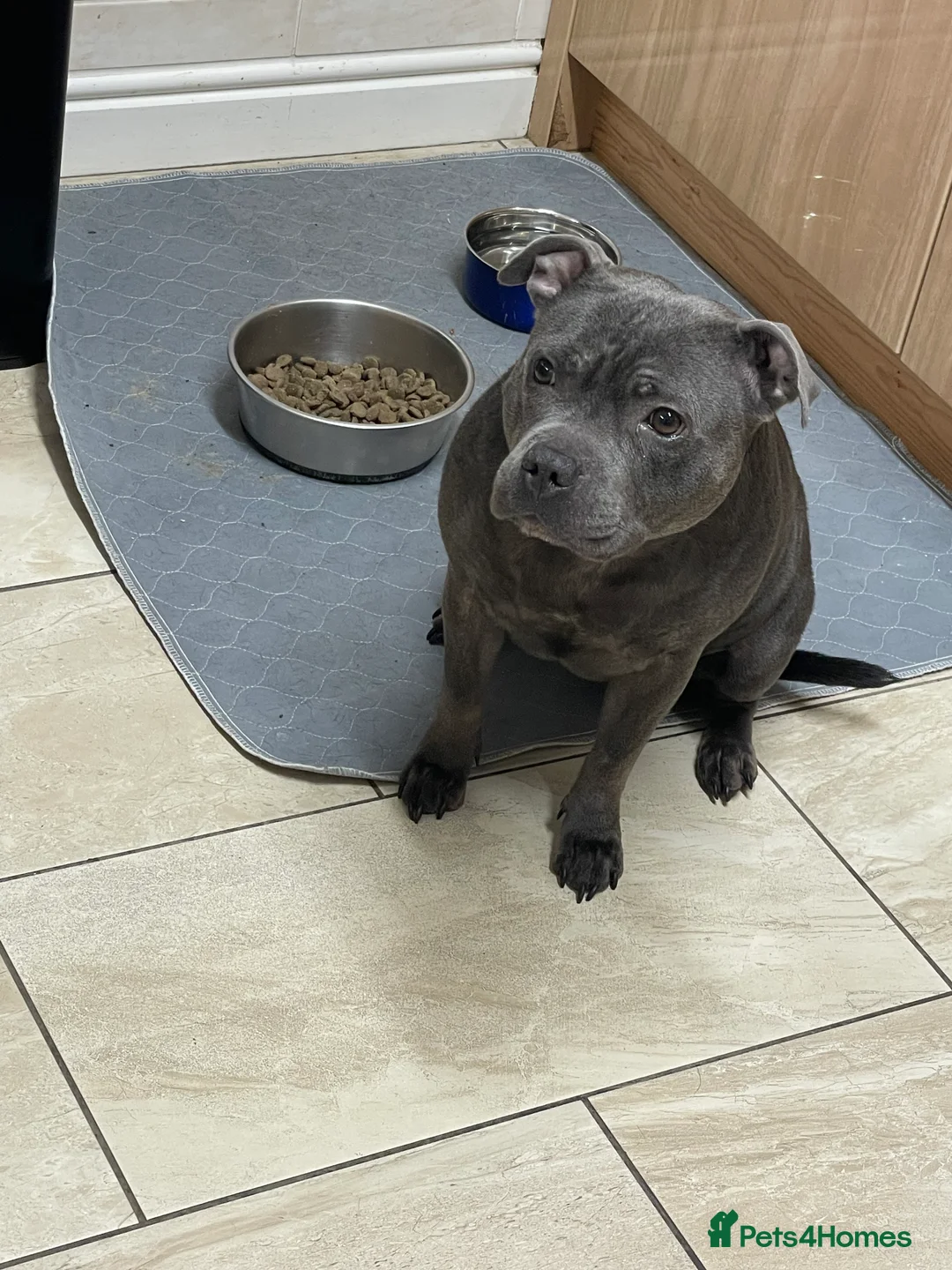 Staffordshire Bull Terrier dogs for sale: Amazing pups for sale  in Nuneaton - Advert 6
