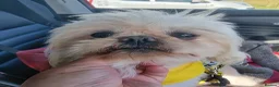 Shih Tzu dogs for sale: Stunning retire imperial cream/white boy - Advert 13