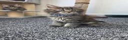 Maine Coon cats for sale: Maine coon pedigree kittens  - Advert 3