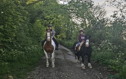 Irish Cob horses for sale: 13hh Super Safe Cob - Image 6