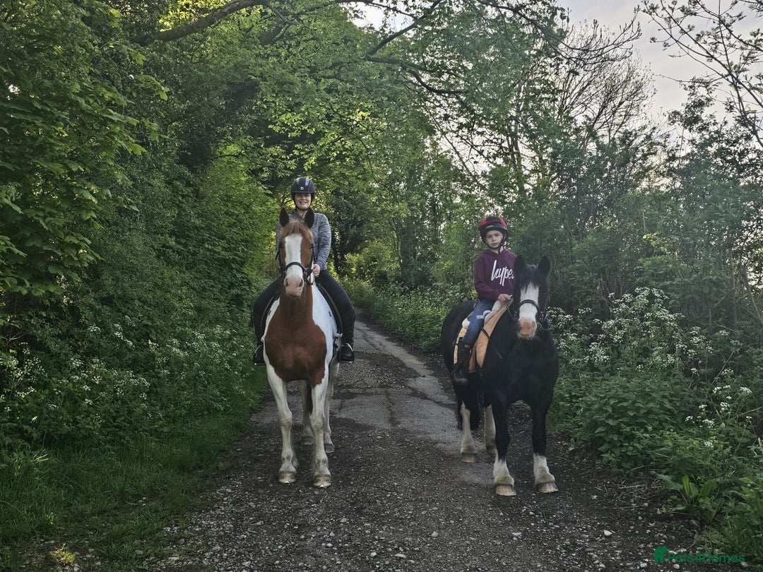 Irish Cob horses for sale: 13hh Super Safe Cob - Image 6