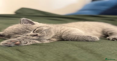 British Shorthair cats - Advert 13