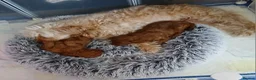 Cavapoo dogs for sale: Adorable red cavapoos in Dartford - Advert 2