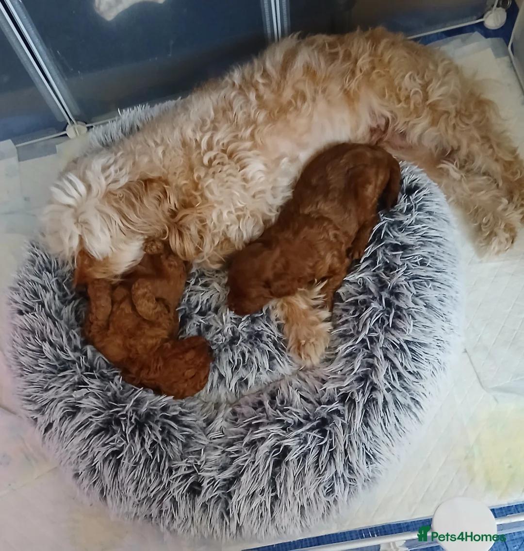 Cavapoo dogs for sale: Adorable red cavapoos in Dartford - Advert 2