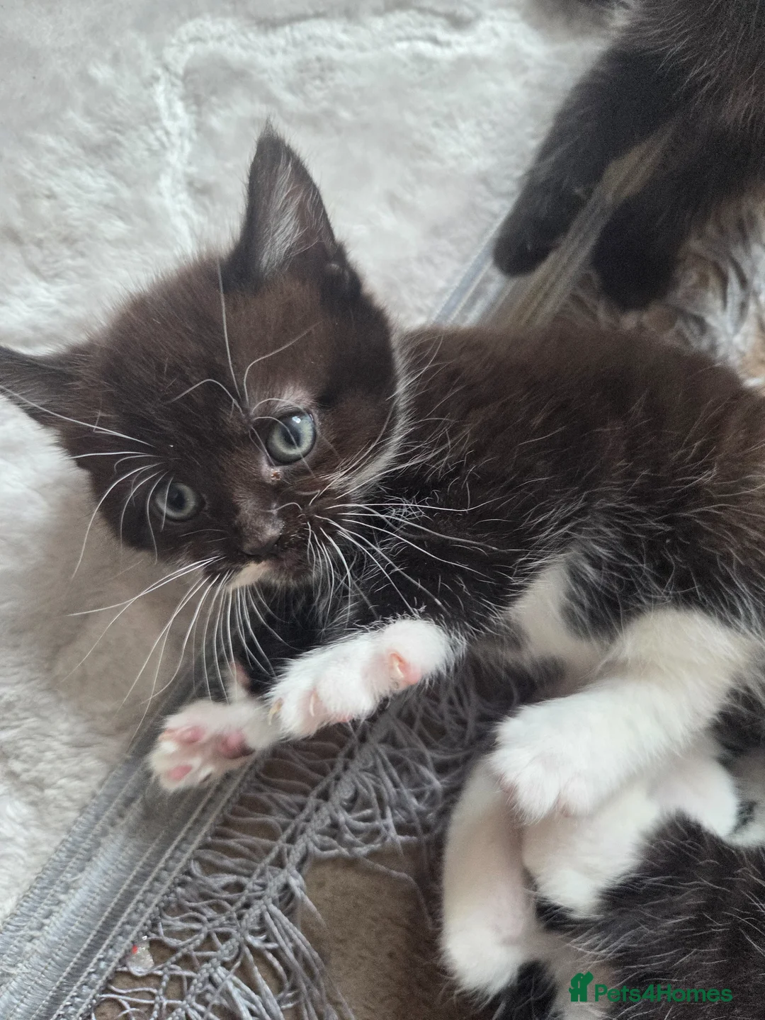Mixed Breed cats for sale: Mixed breed cats  in Dover - Advert 1