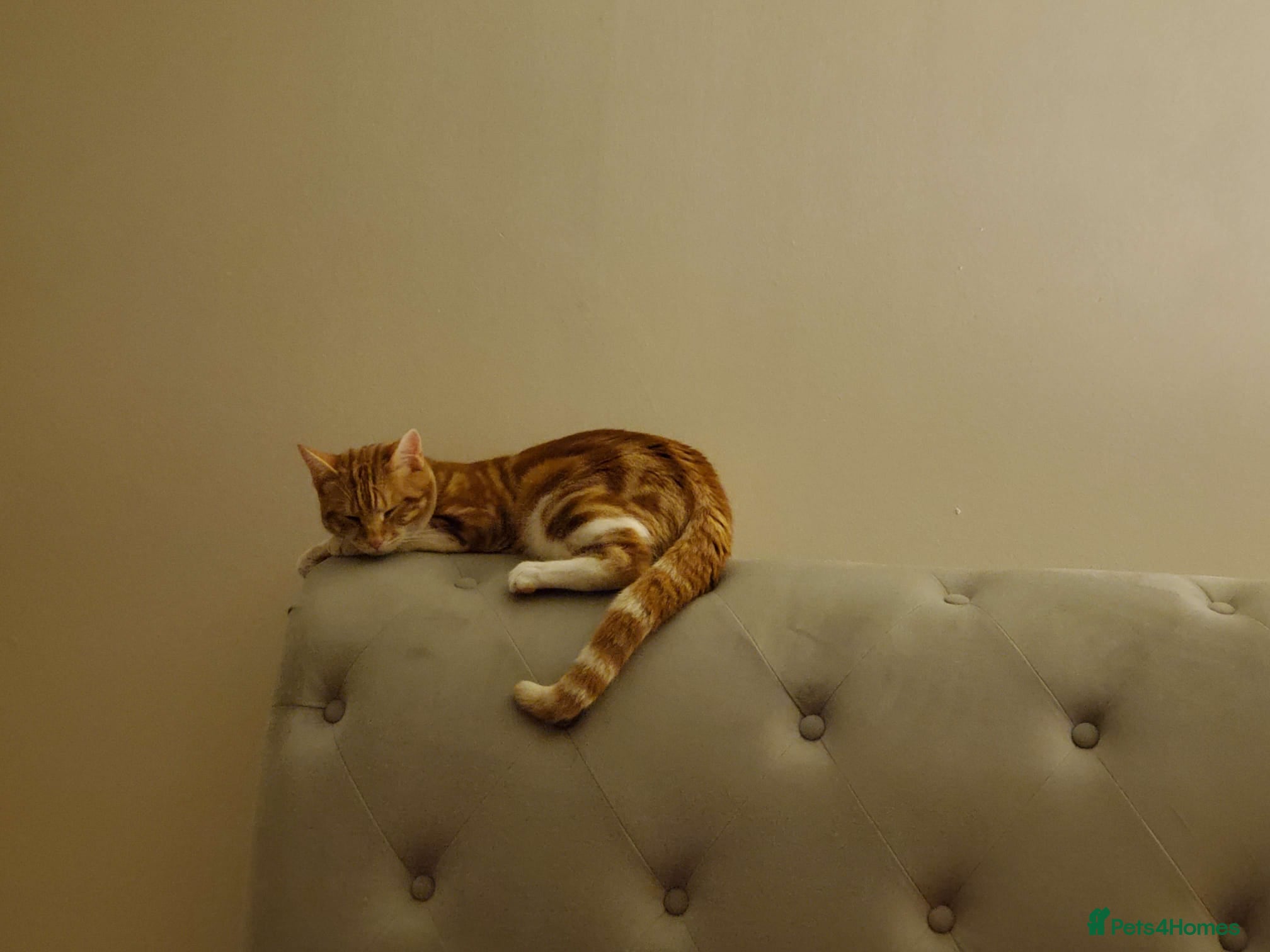 Mixed Breed cats 1-year-old male cat looking for a loving new home. - Advert 1