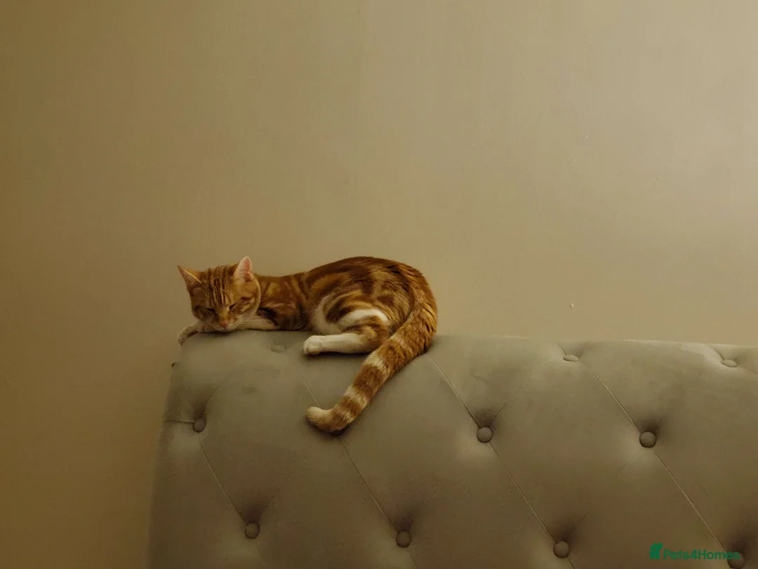 Mixed Breed cats for sale: 1-year-old male cat looking for a loving new home. - Advert 1