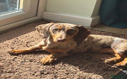 Miniature Dachshund dogs for sale: Stunning 6 months female dapple puppy - Image 6