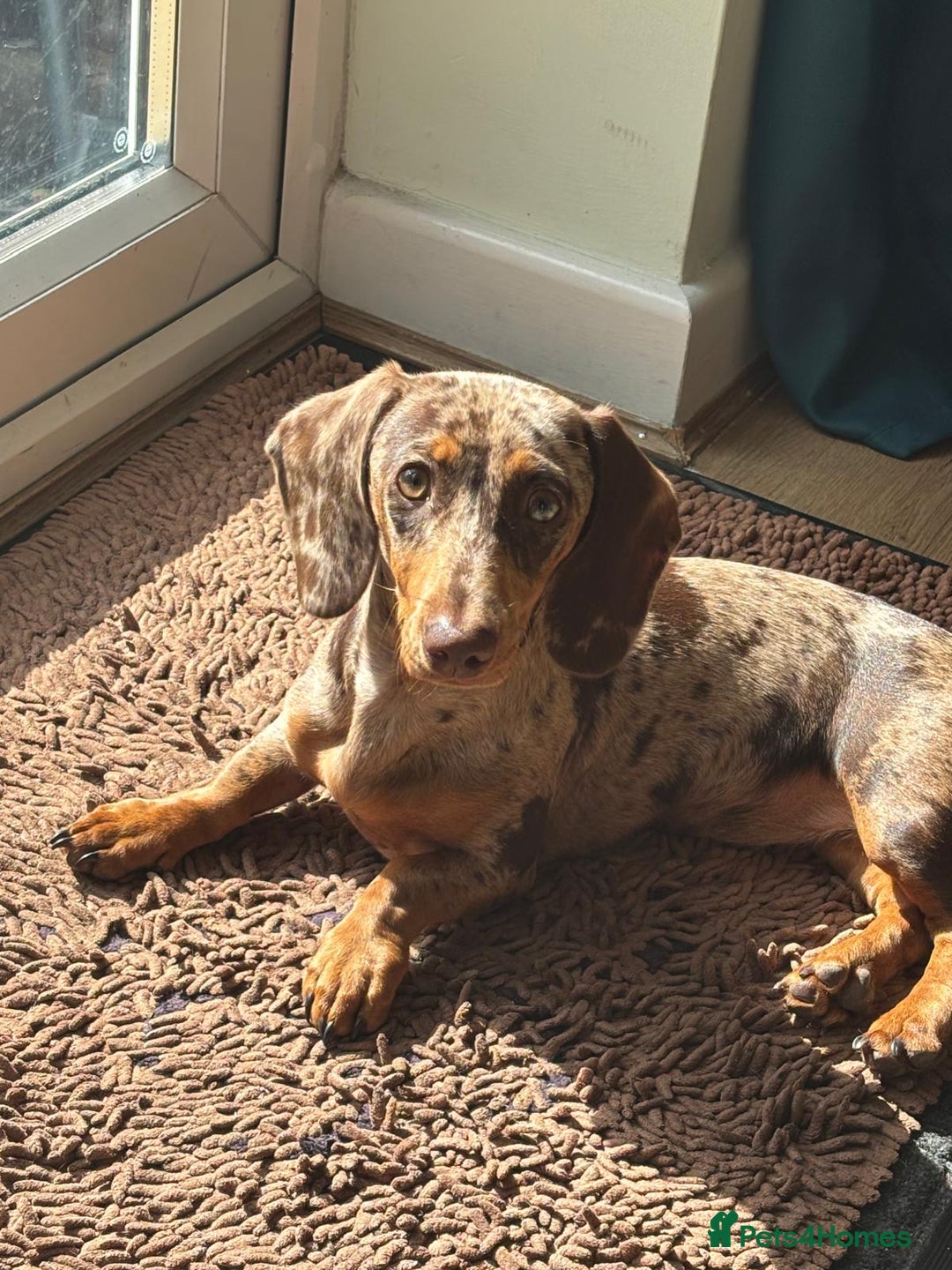 Miniature Dachshund dogs for sale: Stunning 6 months female dapple puppy - Image 6