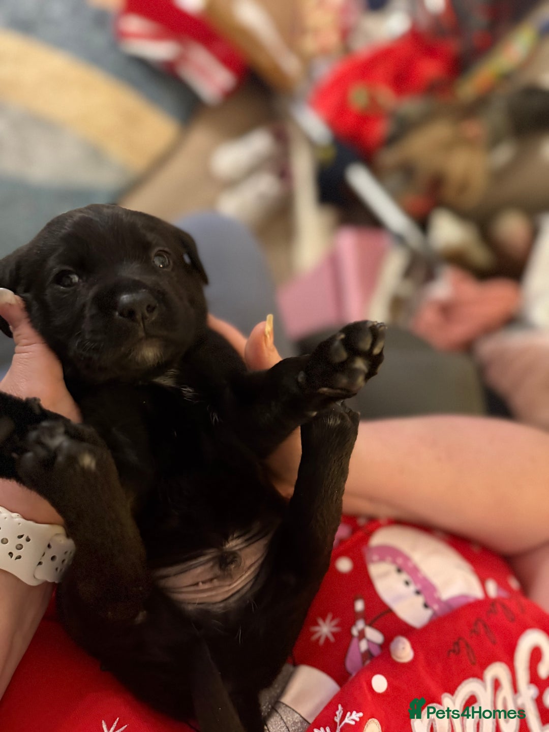 Labrador Retriever dogs for sale: Labrador X Boxerdore puppies  - Advert 33