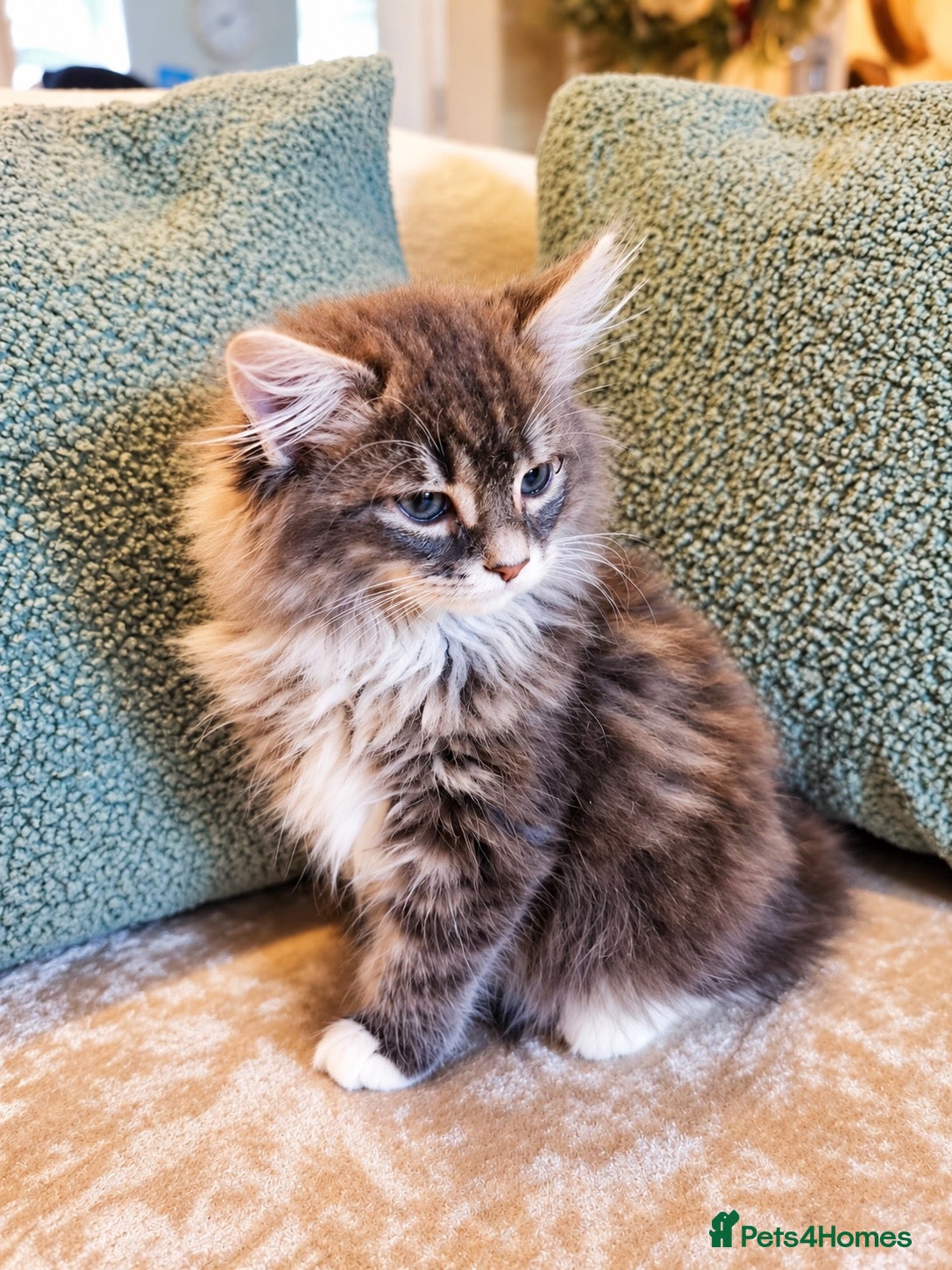 Mixed Breed cats for sale: Beautiful Maine Coon Kittens  - Advert 8