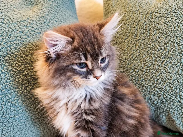 Mixed Breed cats for sale: Beautiful Maine Coon Kittens - Advert 8