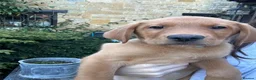 Labrador Retriever dogs for sale: ⭐️READY TO LEAVE NOW kcregistered Labrador puppies - Advert 14