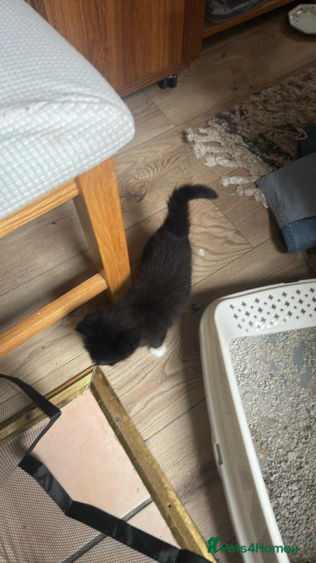 Domestic Shorthair cats for sale: Domestic Shorthair cross Mainecoon ragdoll - Image 6