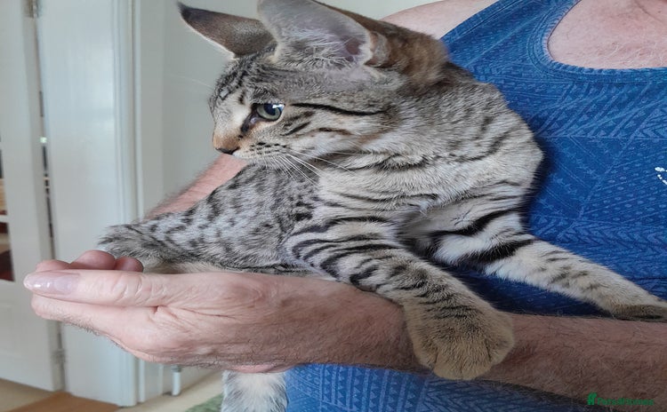 Savannah cats - Advert 4